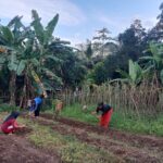 Persiapan Bercocok Tanam,KWT Desa Terentang Banyuasin Gotong Royong Bersikan Lahan